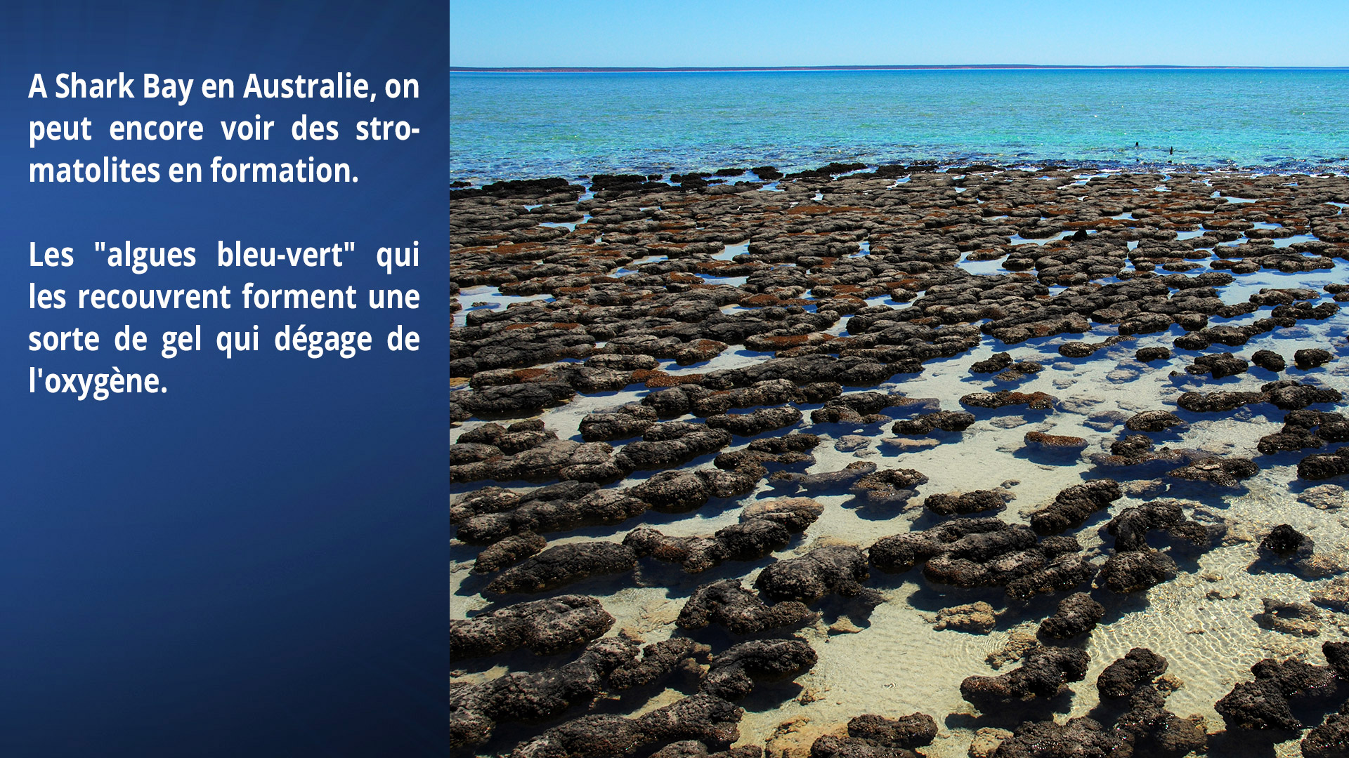 Des Stromatolites en formation à Shark Bay, en Australie