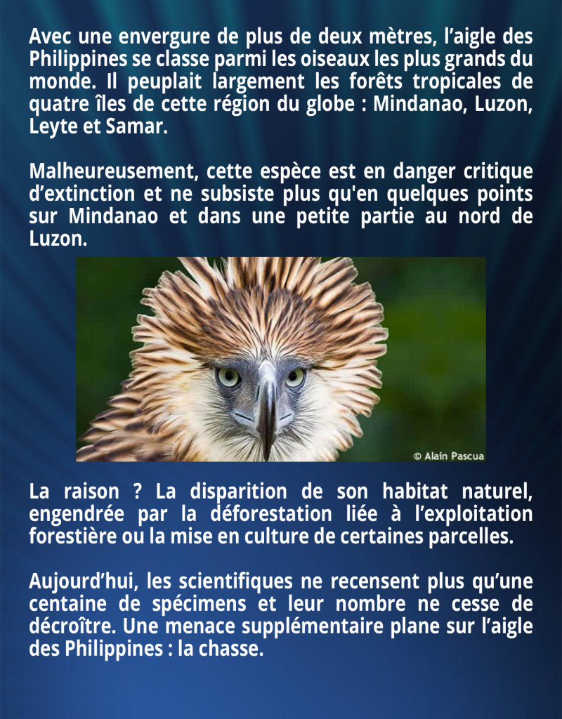 Avec une envergure de plus de deux mètres, l’aigle des Philippines se classe parmi les oiseaux les plus grands du monde. Il peuplait largement les forêts tropicales de quatre îles de cette région du globe : Mindanao, Luzon, Leyte et Samar. Malheureusement, cette espèce est en danger critique d’extinction et ne subsiste plus qu'en quelques points sur Mindanao et dans une petite partie au nord de Luzon. La raison ? La disparition de son habitat naturel, engendrée par la déforestation liée à l’exploitation forestière ou la mise en culture de certaines parcelles. Aujourd’hui, les scientifiques ne recensent plus qu’une centaine de spécimens et leur nombre ne cesse de décroître. Une menace supplémentaire plane sur l’aigle des Philippines : la chasse.