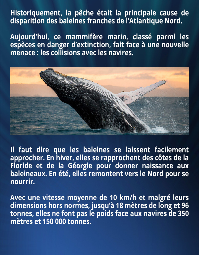 Historiquement, la pêche était la principale cause de disparition des baleines franches de l’Atlantique Nord. Aujourd’hui, ce mammifère marin, classé parmi les espèces en danger d’extinction, fait face à une nouvelle menace : les collisions avec les navires. Il faut dire que les baleines se laissent facilement approcher. En hiver, elles se rapprochent des côtes de la Floride et de la Géorgie pour donner naissance aux baleineaux. En été, elles remontent vers le Nord pour se nourrir. Avec une vitesse moyenne de 10 km/h et malgré leurs dimensions hors normes, jusqu’à 18 mètres de long et 96 tonnes, elles ne font pas le poids face aux navires de 350 mètres et 150 000 tonnes.