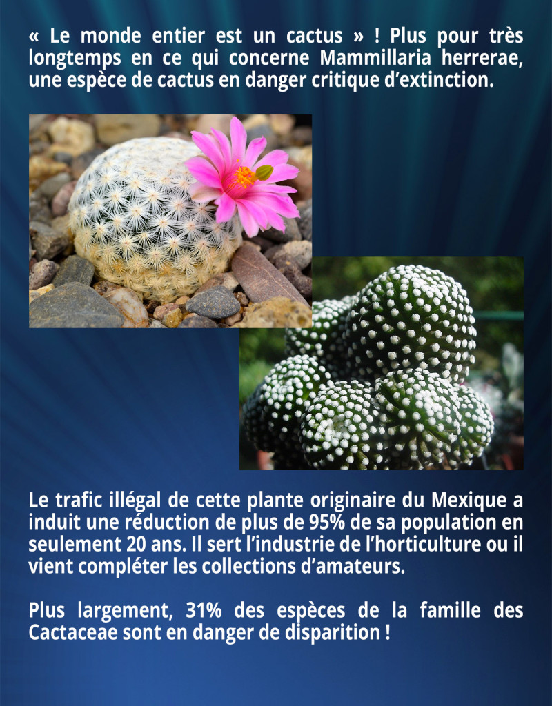 « Le monde entier est un cactus » ! Plus pour très longtemps en ce qui concerne Mammillaria herrerae, une espèce de cactus en danger critique d’extinction. Le trafic illégal de cette plante originaire du Mexique a induit une réduction de plus de 95% de sa population en seulement 20 ans. Il sert l’industrie de l’horticulture ou il vient compléter les collections d’amateurs. Plus largement, 31% des espèces de la famille des Cactaceae sont en danger de disparition !