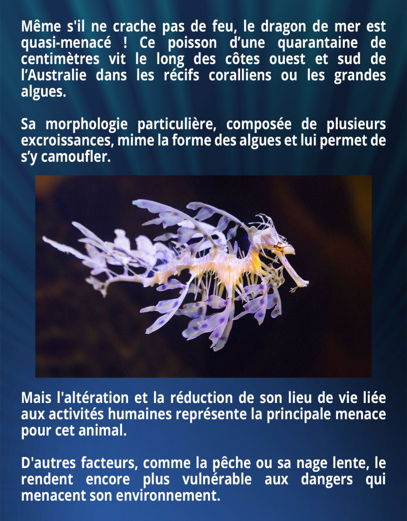 Même s'il ne crache pas de feu, le dragon de mer est quasi-menacé ! Ce poisson d’une quarantaine de centimètres vit le long des côtes ouest et sud de l’Australie dans les récifs coralliens ou les grandes algues. Sa morphologie particulière, composée de plusieurs excroissances, mime la forme des algues et lui permet de s’y camoufler. Mais l'altération et la réduction de son lieu de vie liée aux activités humaines représente la principale menace pour cet animal. D'autres facteurs, comme la pêche ou sa nage lente, le rendent encore plus vulnérable aux dangers qui menacent son environnement.