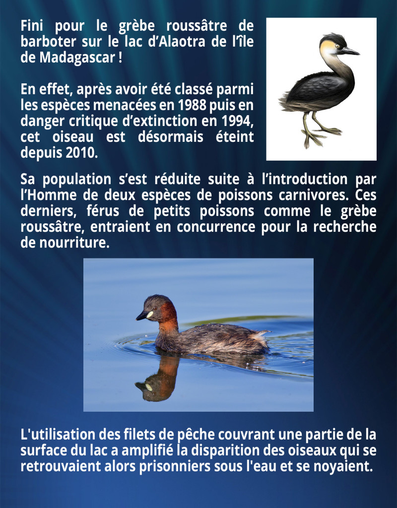 Fini pour le grèbe roussâtre de barboter sur le lac d’Alaotra de l’île de Madagascar ! En effet, après avoir été classé parmi les espèces menacées en 1988 puis en danger critique d’extinction en 1994, cet oiseau est désormais éteint depuis 2010. Sa population s’est réduite suite à l’introduction par l’Homme de deux espèces de poissons carnivores. Ces derniers, férus de petits poissons comme le grèbe roussâtre, entraient en concurrence pour la recherche de nourriture. L'utilisation des filets de pêche couvrant une partie de la surface du lac a amplifié la disparition des oiseaux qui se retrouvaient alors prisonniers sous l'eau et se noyaient.