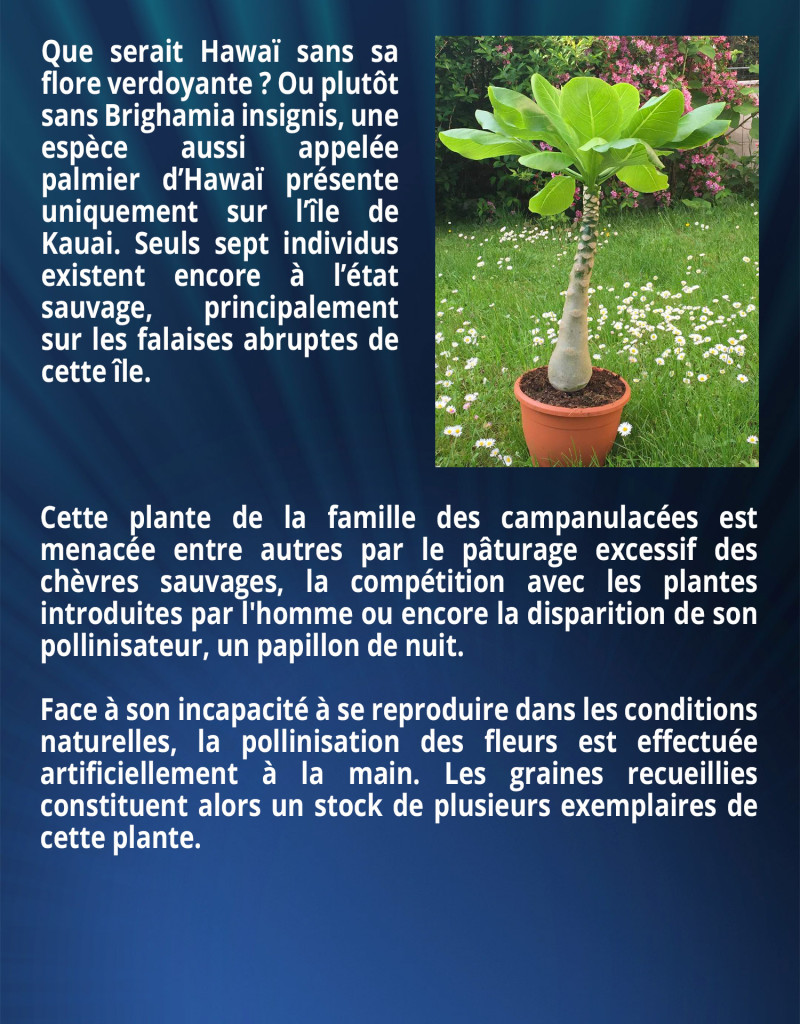 Que serait Hawaï sans sa flore verdoyante ? Ou plutôt sans Brighamia insignis, une espèce aussi appelée palmier d’Hawaï présente uniquement sur l’île de Kauai. Seuls sept individus existent encore à l’état sauvage, principalement sur les falaises abruptes de cette île. Cette plante de la famille des campanulacées est menacée entre autres par le pâturage excessif des chèvres sauvages, la compétition avec les plantes introduites par l'homme ou encore la disparition de son pollinisateur, un papillon de nuit. Face à son incapacité à se reproduire dans les conditions naturelles, la pollinisation des fleurs est effectuée artificiellement à la main. Les graines recueillies constituent alors un stock de plusieurs exemplaires de cette plante.