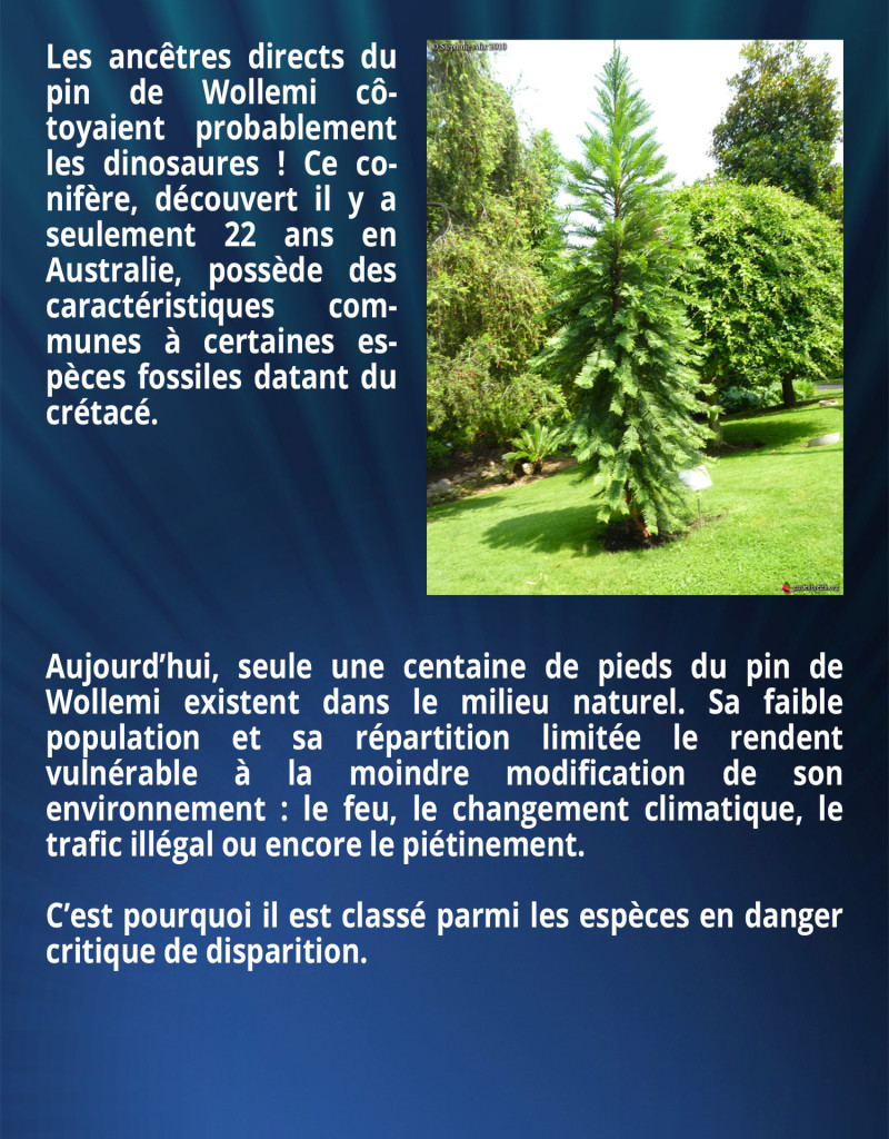 Les ancêtres directs du pin de Wollemi côtoyaient probablement les dinosaures ! Ce conifère, découvert il y a seulement 22 ans en Australie, possède des caractéristiques communes à certaines espèces fossiles datant du crétacé. Aujourd’hui, seule une centaine de pieds du pin de Wollemi existe dans le milieu naturel. Sa faible population et sa répartition limitée le rendent vulnérable à la moindre modification de son environnement : le feu, le changement climatique, le trafic illégal ou encore le piétinement. C’est pourquoi il est classé parmi les espèces en danger critique de disparition.