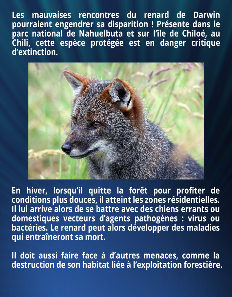 Les mauvaises rencontres du renard de Darwin pourraient engendrer sa disparition ! Présente dans le parc national de Nahuelbuta et sur l’île de Chiloé, au Chili, cette espèce protégée est en danger critique d’extinction. En hiver, lorsqu’il quitte la forêt pour profiter de conditions plus douces, il atteint les zones résidentielles. Il lui arrive alors de se battre avec des chiens errants ou domestiques vecteurs d’agents pathogènes : virus ou bactéries. Le renard peut alors développer des maladies qui entraîneront sa mort. Il doit aussi faire face à d’autres menaces, comme la destruction de son habitat liée à l’exploitation forestière.