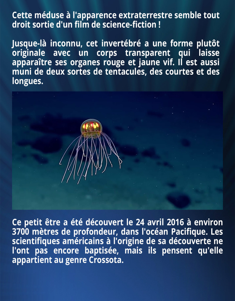 Cette méduse à l'apparence extraterrestre semble tout droit sortie d'un film de science-fiction ! Jusque-là inconnu, cet invertébré a une forme plutôt originale avec un corps transparent qui laisse apparaître ses organes rouge et jaune vif. Il est aussi muni de deux sortes de tentacules, des courtes et des longues. Ce petit être a été découvert le 24 avril 2016 à environ 3700 mètres de profondeur, dans l'océan Pacifique. Les scientifiques américains à l'origine de sa découverte ne l'ont pas encore baptisée, mais ils pensent qu'elle appartient au genre Crossota.