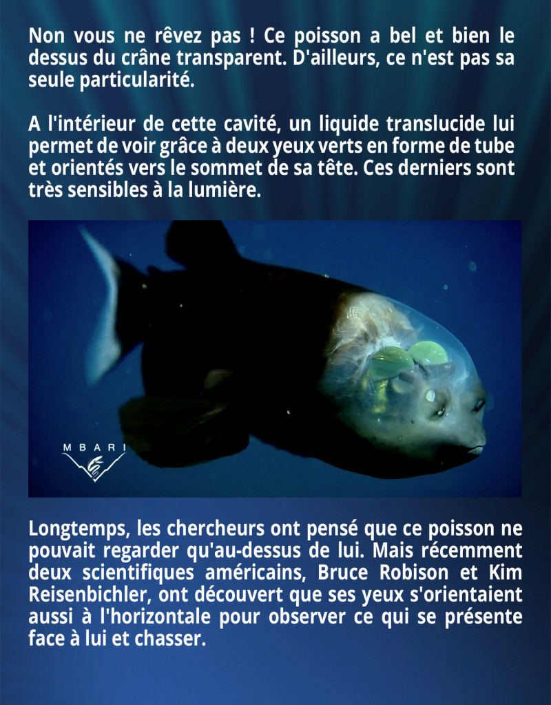 Non vous ne rêvez pas ! Ce poisson a bel et bien le dessus du crâne transparent. D'ailleurs, ce n'est pas sa seule particularité. A l'intérieur de cette cavité, un liquide translucide lui permet de voir grâce à deux yeux verts en forme de tube et orientés vers le sommet de sa tête. Ces derniers sont très sensibles à la lumière. Longtemps, les chercheurs ont pensé que ce poisson ne pouvait regarder qu'au-dessus de lui. Mais récemment deux scientifiques américains, Bruce Robison et Kim Reisenbichler, ont découvert que ses yeux s'orientaient aussi à l'horizontale pour observer ce qui se présente face à lui et chasser.