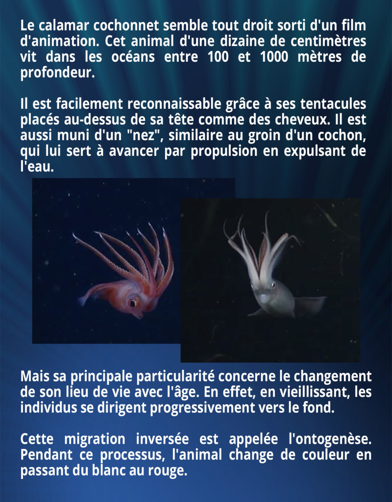 Le calamar cochonnet semble tout droit sorti d'un film d'animation. Cet animal d'une dizaine de centimètres vit dans les océans entre 100 et 1000 mètres de profondeur. Il est facilement reconnaissable grâce à ses tentacules placés au-dessus de sa tête comme des cheveux. Il est aussi muni d'un 