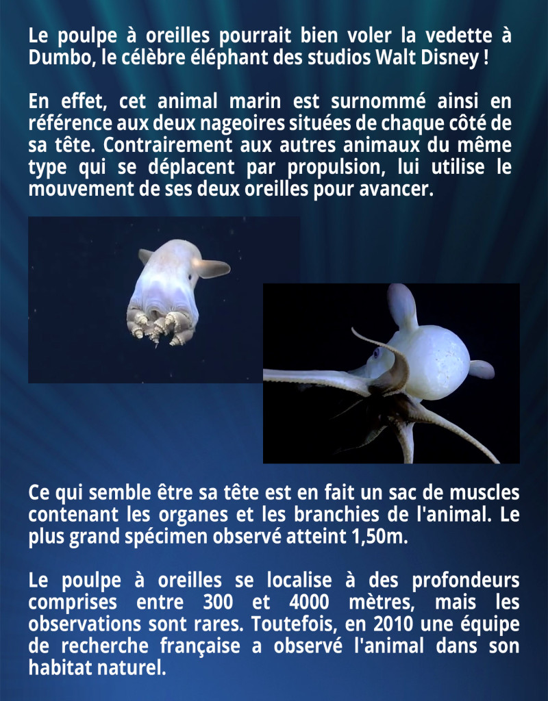 Le poulpe à oreilles pourrait bien voler la vedette à Dumbo, le célèbre éléphant des studios Walt Disney ! En effet, cet animal marin est surnommé ainsi en référence aux deux nageoires situées de chaque côté de sa tête. Contrairement aux autres animaux du même type qui se déplacent par propulsion, lui utilise le mouvement de ses deux oreilles pour avancer. Ce qui semble être sa tête est en fait un sac de muscles contenant les organes et les branchies de l'animal. Le plus grand spécimen observé atteint 1,50m. Le poulpe à oreilles se localise à des profondeurs comprises entre 300 et 4000 mètres, mais les observations sont rares. Toutefois, en 2010 une équipe de recherche française a observé l'animal dans son habitat naturel.