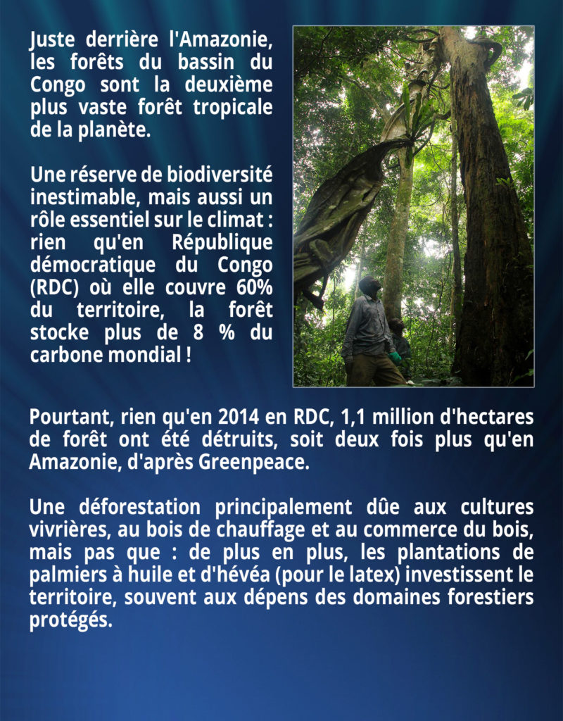 Juste derrière l'Amazonie, les forêts du bassin du Congo sont la deuxième plus vaste forêt tropicale de la planète. Une réserve de biodiversité inestimable, mais aussi un rôle essentiel sur le climat : rien qu'en République démocratique du Congo (RDC) où elle couvre 60% du territoire, la forêt stocke plus de 8 % du carbone mondial !
Pourtant, rien qu'en 2014, en RDC, 1,1 million d'hectares de forêt ont été détruits, soit deux fois plus qu'en Amazonie, d'après Greenpeace. Une déforestation principalement dûe aux cultures vivrières, au bois de chauffage et au commerce du bois, mais pas que : de plus en plus, les plantations de palmiers à huile et d'hévéa (pour le latex), investissent le territoire, souvent aux dépens des domaines forestiers protégés.