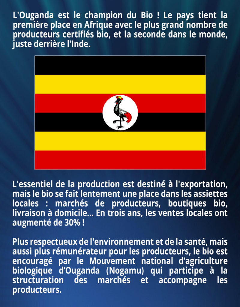 L'Ouganda est le champion du Bio ! Le pays tient la première place en Afrique avec le plus grand nombre de producteurs certifiés bio, et la seconde dans le monde, juste derrière l'Inde. 
L'essentiel de la production est destiné à l'exportation, mais le bio se fait lentement une place dans les assiettes locales : marchés de producteurs, boutiques bio, livraison à domicile... En trois ans, les ventes locales ont augmenté de 30% ! Plus respectueux de l'environnement et de la santé, mais aussi plus rémunérateur pour les producteurs, le bio est encouragé par le Mouvement national d’agriculture biologique d’Ouganda (Nogamu) qui participe à la structuration des marchés et accompagne les producteurs.