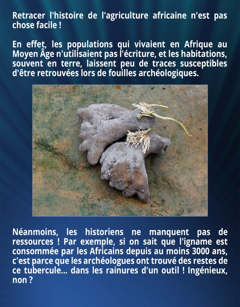 Retracer l'histoire de l'agriculture africaine n'est pas chose facile ! En effet, les populations qui vivaient en Afrique au Moyen Âge n'utilisaient pas l'écriture, et les habitations, souvent en terre, laissent peu de traces susceptibles d'être retrouvées lors de fouilles archéologiques. Néanmoins, les historiens ne manquent pas de ressources ! Par exemple, si on sait que l'igname est consommée par les Africains depuis au moins 3000 ans, c'est parce que les archéologues ont trouvé des restes de ce tubercule... dans les rainures d'un outil ! Ingénieux, non ?