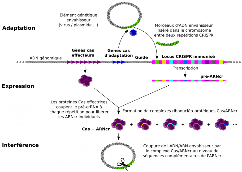 Figure2bis