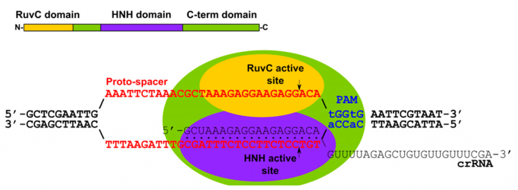 Sur ce schéma en vert on retrouve Cas9, En jaune et violet différents domaines qui permettent à la protéines de fonctionner. La séquence rouge est l'ADN génomique et la séquence noire correspond à la séquence homologue.