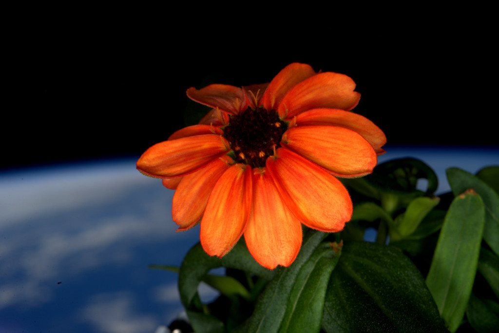 Un zinnia, la première fleur à éclore dans l'espace. 17 janvier 2016.