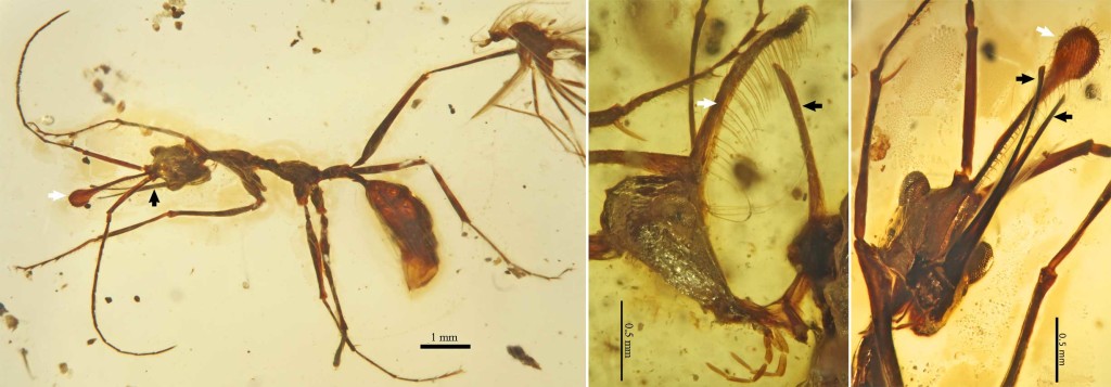 Figure composée de trois photos des fossiles mettant en évidence la corne spatulée (flèches blanche) et les mandibules (flèches noires) - V. Perrichot et al.