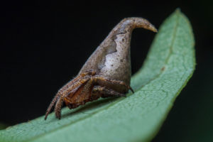 Eriovixia gryffindori, l'araignée choixpeau magique