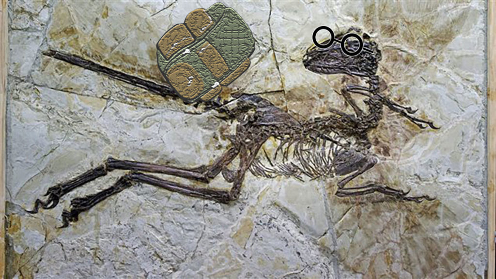 Fredéjamyus fossilisé. Les lunettes et le sac à dos restent bien visibles.